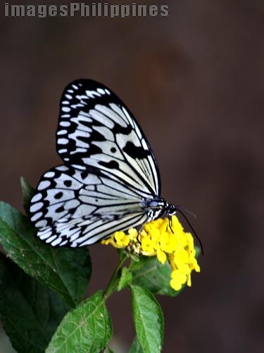 "Black and White Butterfly", Place Taken: Cavite take on Date Taken: