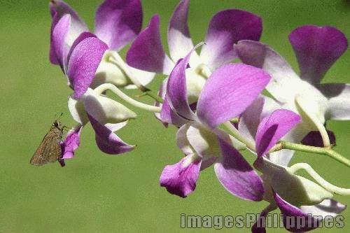 "Butterfly Orchid Nectar Hunter", 
Place Taken: Paranaque, Metro Manila take on 
Date Taken: 2004