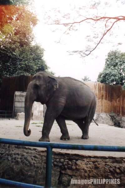 animals - elephants - zoos