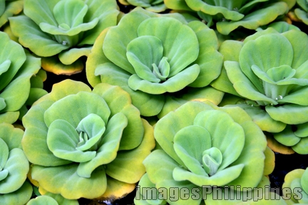 example of aquatic plants in the philippines Our "water lilies" aren't actually water lilies. : philippines.