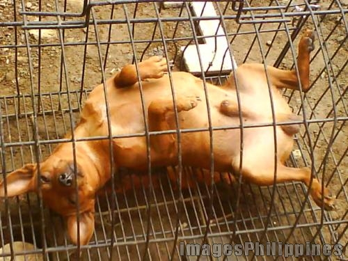 Caged Dog Porn