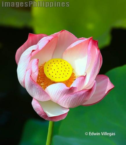 "Lotus @ La Mesa Eco Park", 
Place Taken: Metro Manila take on 
Date Taken: May 30, 2010