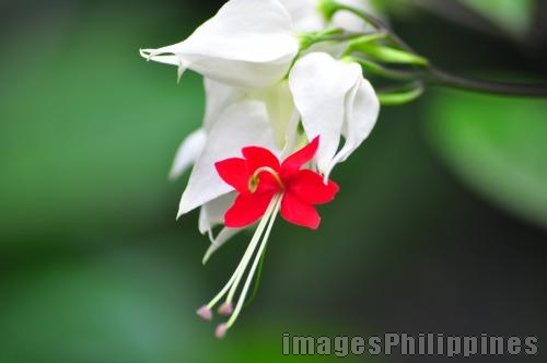 "Bud", 
Place Taken: Metro Manila take on 
Date Taken: 2010