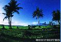 "Ricefield",
Photographer/Artist: Nestor Santiago,
Date Taken: 2000,
Place Taken: Sariaya, Quezon