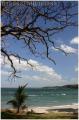 "Wind Blown Tree",
Photographer/Artist: Willy Lorenzana,
Date Taken: 2006,
Place Taken: Puerto Azul, Cavite