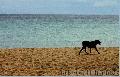 "Dog on the Beach",
Photographer/Artist: Willy Lorenzana,
Date Taken: 2004,
Place Taken: Laiya, Batangas