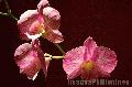 "Pink Orchids",
Photographer/Artist: Willy Lorenzana,
Date Taken: 2004,
Place Taken: Paranaque, Metro Manila