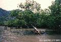 "Mangrove Trees",
Photographer/Artist: Nestor Santiago,
Date Taken: 2000,
Place Taken: Coron, Palawan