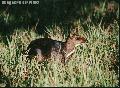 "Mousedeer Pilandok",
Photographer/Artist: Nestor Santiago,
Date Taken: 2000,
Place Taken: Calauit, Palawan