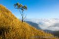 "Lone Tree",
Photographer/Artist: Rene Salta,
Date Taken: 2009,
Place Taken: Benguet