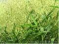 "Tiger Grass",
Photographer/Artist: Art Tibaldo,
Date Taken: 2005,
Place Taken: Benguet
