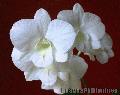 "White Orchid Flower",
Photographer/Artist: Willy Lorenzana,
Date Taken: 2005,
Place Taken: Metro Manila