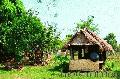 "Bahay Kubo or Little Nipa Hut",
Photographer/Artist: Willy Lorenzana,
Date Taken: 2005,
Place Taken: Palauig, Zambales