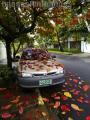 "Talisay Leaves",
Photographer/Artist: Nestor Santiago,
Date Taken: 2006,
Place Taken: Metro Manila