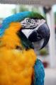 "Parrot"
