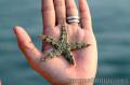 "Starfish"