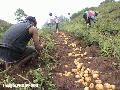 "Potato Harvesters",
Photographer/Artist: Art Pang-ot Tibaldo ,
Date Taken: 2004,
Place Taken:  Benguet,

