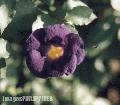 "Flower No. 2" (w/insect),
Photographer/Artist: Antonette Amora,
Date Taken: 2003,
Place Taken: Magsaysay Park, Davao City