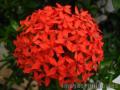 "santan flower",
Photographer/Artist: Loudette Calotes,
Date Taken: 2008,
Place Taken: Misamis Oriental