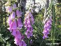 "Violets Among Greens" ,
Photographer/Artist: Art Tibaldo ,
Date Taken: 2004,
Place Taken: Bauko, Mountain Province