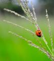 "My Lady Bug",
Photographer/Artist: John Henry Pacay,
Date Taken: 2010,
Place Taken: Metro Manila