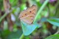 "Butterfly",
Photographer/Artist: John Henry Pacay,
Date Taken: 2010,
Place Taken: Metro Manila