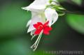 "Bud",
Photographer/Artist: John Henry Pacay,
Date Taken: 2010,
Place Taken: Metro Manila