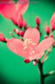 "pink",
Photographer/Artist: John Henry Pacay,
Date Taken: 2010,
Place Taken: Metro Manila