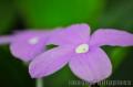 "Purple",
Photographer/Artist: John Henry Pacay,
Date Taken: 2010,
Place Taken: Metro Manila