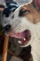 Dog Yawning,
Photographer/Artist: Ferdinand Bernales,
Date Taken: 2010,
Place Taken: Aklan