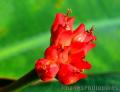 8 Buds,
Photographer/Artist: Ferdinand Bernales,
Date Taken: 2010,
Place Taken: Aklan