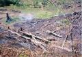 "Kaingin",
Photographer/Artist: Ni�osa Nuque,
Date Taken: 2001,
Place Taken: Nueva Vizcaya