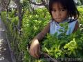 "urban greens (kadayawan 2005)",
Photographer/Artist: mark chester pidor,
Date Taken: 2005,
Place Taken:  Davao,
