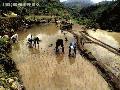 "Planting Season in Tupingaw",
Photographer/Artist: Art Pang-ot Tibaldo ,
Date Taken: 2003,
Place Taken: Asin Rd. Tuba, Benguet