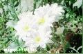 "flowers",
Photographer/Artist: Joel Abelida ,
Date Taken: 2003,
Place Taken: Baguio