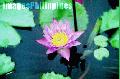 "Pond Lily",
Photographer/Artist: Joel Abelida,
Date Taken: 2003,
Place Taken: Metro Manila