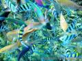 "Beautiful Fishes of Anilao",
Photographer/Artist: Mikhail Torres,
Date Taken: 2007,
Place Taken: Anilao, Batangas