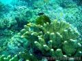 "Corals in Anilao Batangas",
Photographer/Artist: Mikhail Torres,
Date Taken: 2007,
Place Taken: Batangas