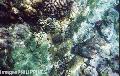 "Coral Garden",
Photographer/Artist: Mike Torres,
Date Taken: 2004,
Place Taken: Puerto Galera, Mindoro Oriental