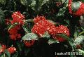 "Santan Flowers",
Baguio City,
Photographer/Artist: Joel Abelida,
Date Taken: 2000