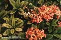 "Santan Flowers",
Baguio City,
Photographer/Artist: Joel Abelida,
Date Taken: 2000