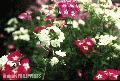 "Flowers",
Baguio City,
Photographer/Artist: Joel Abelida,
Date Taken: 2000
