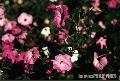 "Flowers",
Baguio City,
Photographer/Artist: Joel Abelida,
Date Taken: 2000
