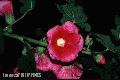 "Flowers",
Baguio City,
Photographer/Artist: Joel Abelida,
Date Taken: 2000