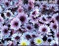"Flowers of Baguio",
Photographer/Artist: Art Pang-ot Tibaldo ,
Date Taken: 2004,
Place Taken: Baguio City