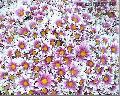 "Flowers of Baguio",
Photographer/Artist: Art Pang-ot Tibaldo ,
Date Taken: 2004,
Place Taken: Baguio City